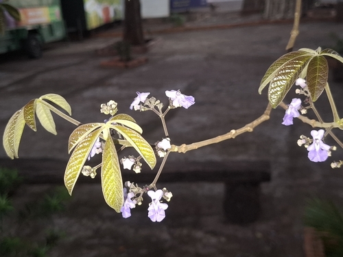 Vitex cymosa, photograph 4