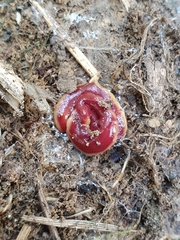 Arthurdendyus testaceus