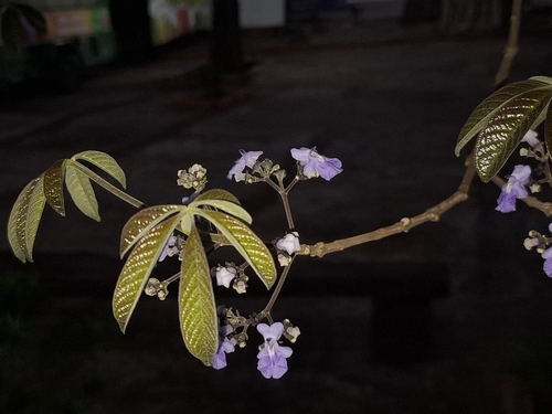 Vitex cymosa, photograph 5