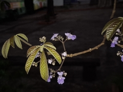 Vitex cymosa, photograph (c) Lucas Mantelo Cruz, some rights reserved (CC BY)
