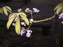 Vitex cymosa, photograph (c) Lucas Mantelo Cruz, some rights reserved (CC BY)
