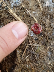 Arthurdendyus testaceus