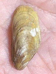 Brachidontes modiolus