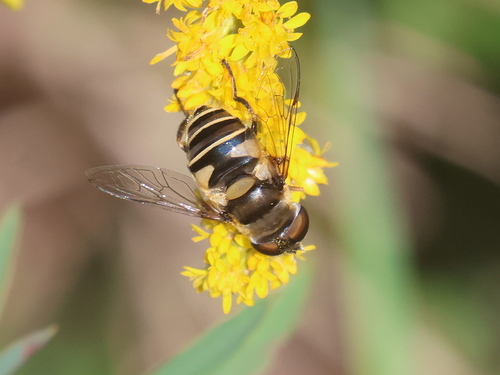 Unknown species found near East Kingston, NH, USA
