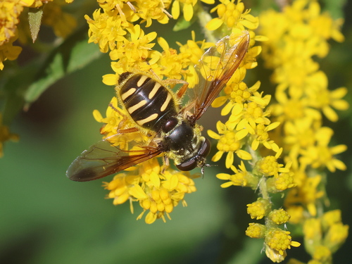 Unknown species found near East Kingston, NH, USA