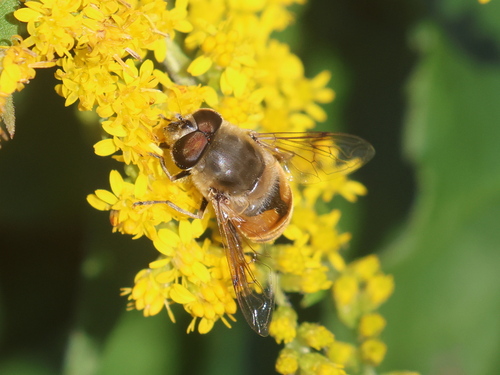 Unknown species found near East Kingston, NH, USA
