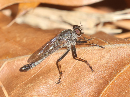 Unknown species found near Kingston, NH, USA