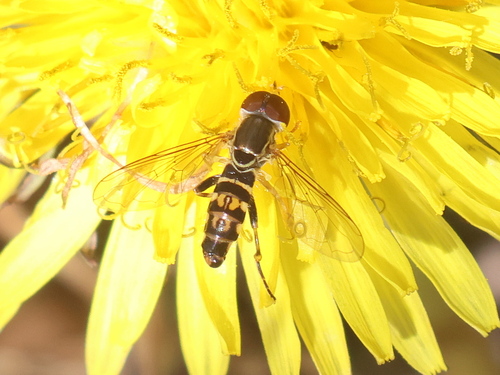 Unknown species found near Kingston, NH, USA