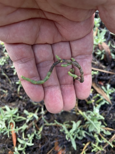 iNaturalist observation photo of Pacific Glasswort