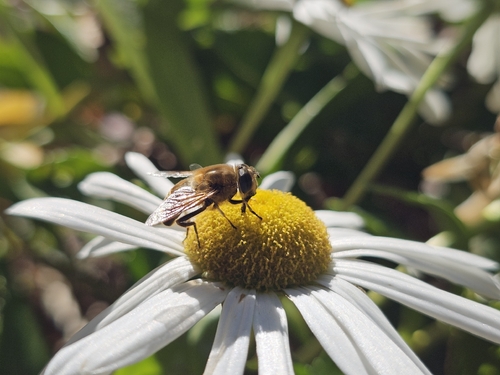 Unknown species found near Northbridge, MA 01534, USA