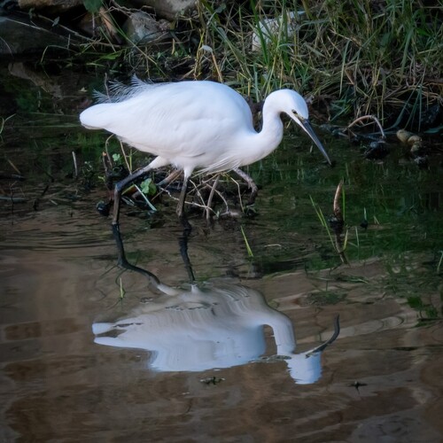 Aigrette garzette