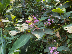 Dichaetanthera arborea