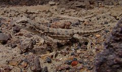 Liolaemus poconchilensis