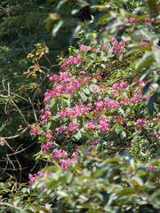 Dichaetanthera arborea