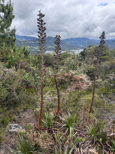 Puya nitida, photograph 1