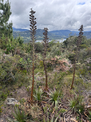 (c) Pieter Huybrechts, some rights reserved (CC BY) Puya nitida, photograph (c) Pieter Huybrechts, some rights reserved (CC BY)