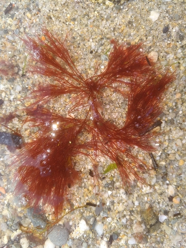 Halurus flosculosus, 2025-10-20