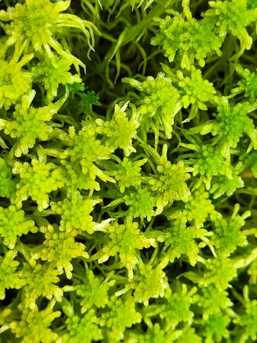Narrowleaf Peatmoss