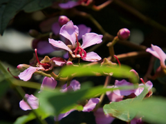 Dichaetanthera arborea