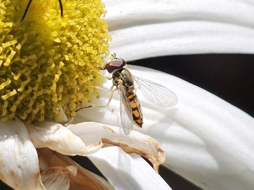 Unknown species found near Northbridge, MA 01534, USA