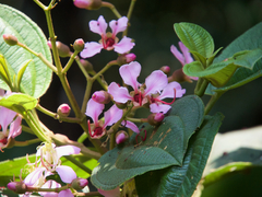 Dichaetanthera arborea