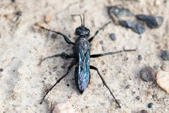 Stangeella cyaniventris