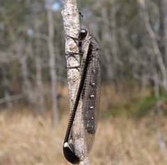 Stilbopteryx costalis