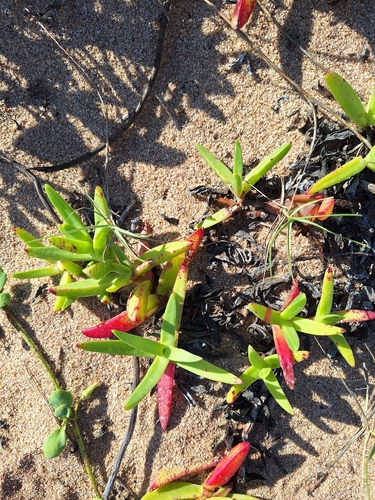 Carpobrotus dimidiatus, photograph 3