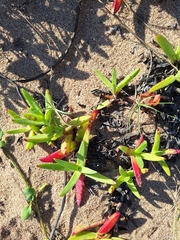 Carpobrotus dimidiatus, photograph (c) Andreas De Beer, some rights reserved (CC BY)