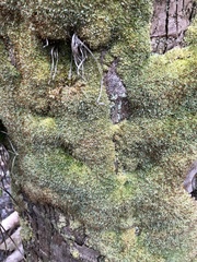 Octoblepharum albidum image