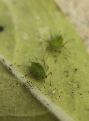 Macrosiphum euphorbiae