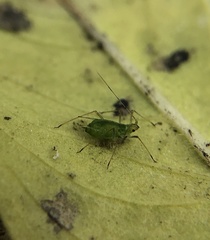 Macrosiphum euphorbiae