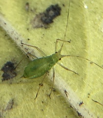 Macrosiphum euphorbiae