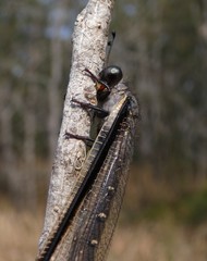 Stilbopteryx costalis