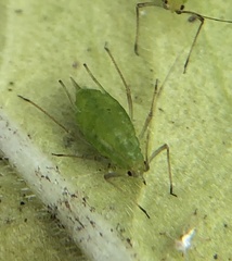 Macrosiphum euphorbiae