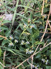Lobelia concolor