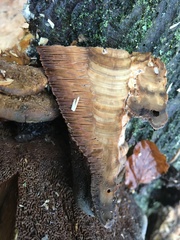 Daedaleopsis confragosa