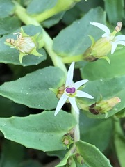 Lobelia concolor