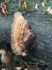 Daedaleopsis confragosa