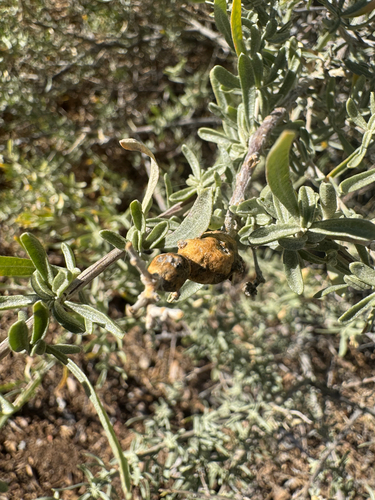 Unknown species found near Santa Fe, NM, US