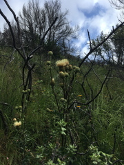 Cirsium remotifolium