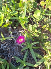 Carpobrotus dimidiatus, photograph (c) Andreas De Beer, some rights reserved (CC BY)