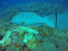 Mycteroperca venenosa