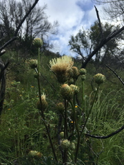 Cirsium remotifolium