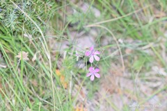 Erodium carvifolium