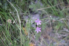 Erodium carvifolium
