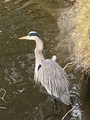 Ardea herodias