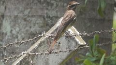 Empidonomus varius