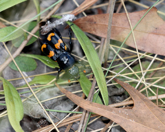Nicrophorus carolina