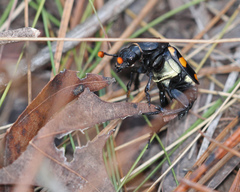 Nicrophorus carolina